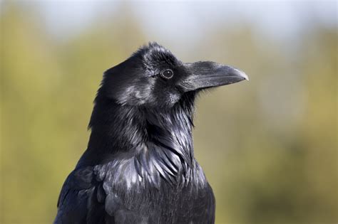 free raven photos|More.